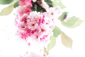 Blooming sakura branch. Beautiful pink flowers in nature.