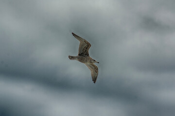 bird in flight