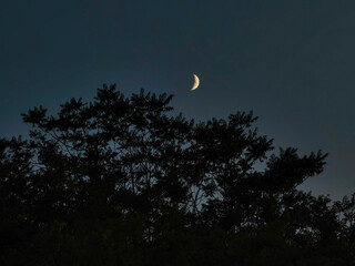 Tree Branches and Crescent Moon at Night . Dark Sky Background.