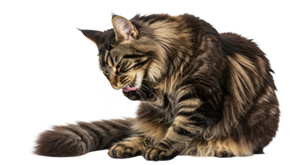 Maine Coon Cat Grooming Itself.