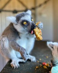 Ring-Tailed Lemur Reaches for Snack