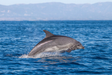 dolphin in the water, bottlenose, laguna beach 