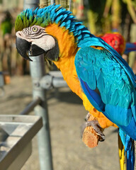 Blue and Yellow Macaw Perched by Fence