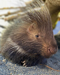 Young Porcupine Resting on Ground