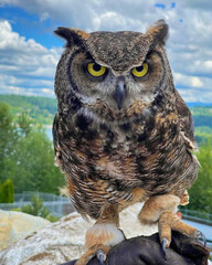 Owl Perched with Mountain Backdrop