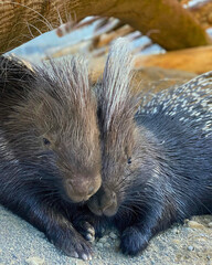 Porcupine Nestled with Eyes Closed