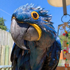 Hyacinth Macaw Close-Up on Perch