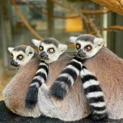 Three Ring-Tailed Lemurs Cuddled Together