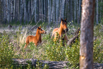 Beautiful Wild horses of Alberta, Canada