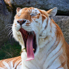 Golden Tiger Yawns with Eyes Shut