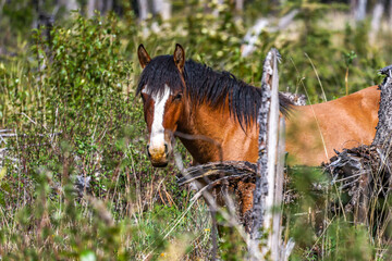 Beautiful Wild horse in Alberta, Canada