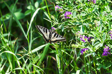 Beautiful Canadian Tiger Swallowtail butterfly perched on a wildflower and drinking sweet nectar
