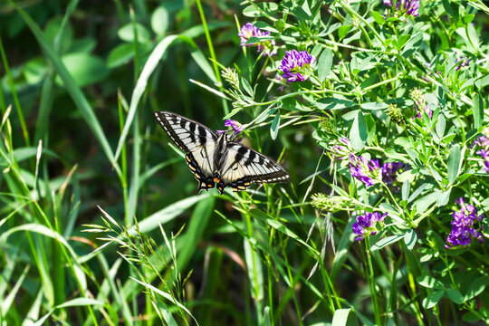 Fototapeta Beautiful Canadian Tiger Swallowtail butterfly perched on a wildflower and drinking sweet nectar