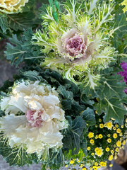 Obraz premium Ornamental Cabbages Brassica Oleracea with lush green leaves stands in a garden. Sunlight highlights the intricate texture of the petals, creating a striking visual display. From the top view.