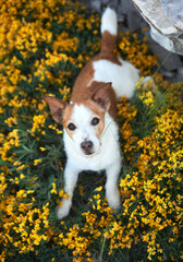 A Jack Russell Terrier stands in a field of yellow wildflowers, looking up with a curious...