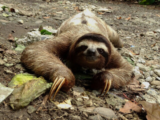 Close-uo of Three-Toed Sloth Crossing a Dirt Road, Costa Rica © mv.cenoz