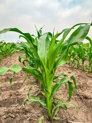 Rows of young corn crop plants in an agricultural field. Rural setting. Captured in early June in the Midwest USA. Soft morning sky.