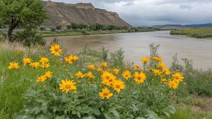 Vibrant Yellow Wildflowers by Calm River Against Mountain Landscape