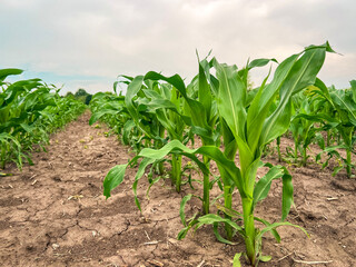 Rows of young corn crop plants in an agricultural field. Tractor marks between the rows of corn. Captured in early June in the Midwest USA. Soft morning sky.