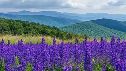 Vibrant Purple Wildflowers Against Scenic Mountain Landscape