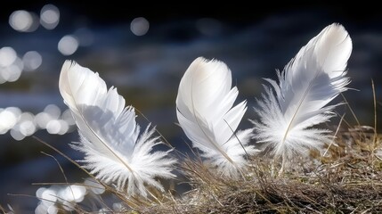White Feathers on Grass with Blurred Background and Soft Light