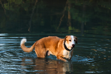 Perro metido en el agua 