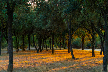 Bosque al atardecer 