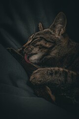 the cat is washing itself on the sofa closeup 