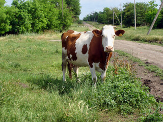Countryside scenery with one mottled dairy cow grazing on pasture meadow among green grass near country road at summer day. With no people rural landscape, agricultural and husbandry theme.
