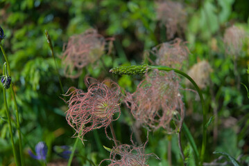 Fototapeta premium Delicate, wispy seed heads dance in a vibrant green meadow, capturing the intricate beauty of nature's subtle textures and the gentle spirit of the outdoors.