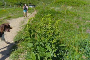 Lush green veratrum plants with distinctive leaves stand tall in a vibrant meadow, symbolizing...