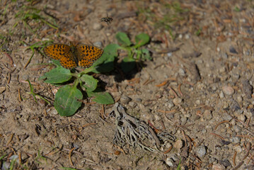 A vibrant orange butterfly rests on earthy ground near green plants, capturing a moment of serene natural beauty and delicate wildlife in its habitat.