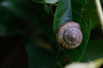 木陰に避難 カタツムリ
