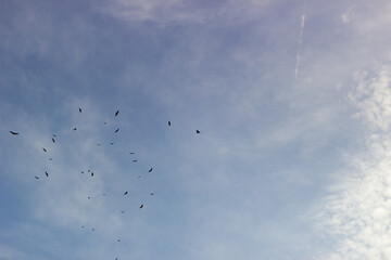 A flock of birds flying in the blue sky with white clouds.