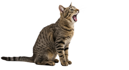 Yawning Tabby Cat Isolated on White Background.