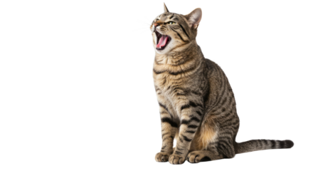 Yawning Tabby Cat on White.