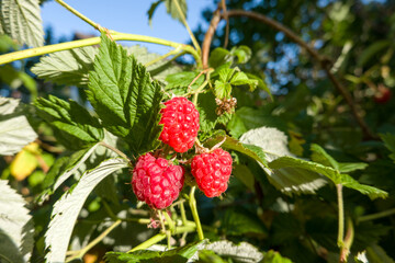 Himbeere (Rubus idaeus) - reife Früchte
