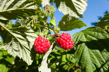 Himbeere (Rubus idaeus) - reife Früchte