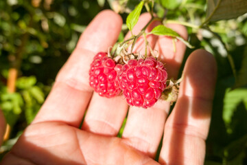 Himbeere (Rubus idaeus) - reife Früchte