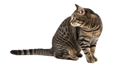 Tabby Cat Portrait on White Background 9.