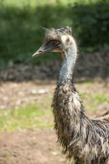 Gro&szlig;er Emu (Dromaius novaehollandiae)