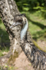 Großer Emu (Dromaius novaehollandiae)