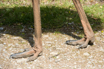 Großer Emu (Dromaius novaehollandiae)