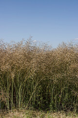 Feld mit erntereifem Raps (Brassica napus)