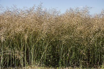 Feld mit erntereifem Raps (Brassica napus)