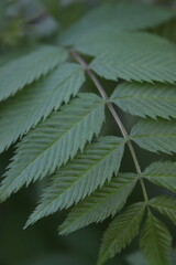 cannabis leaf background