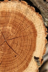 cross section of tree trunk