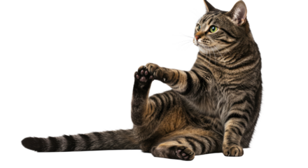 Tabby Cat Sitting and Grooming.