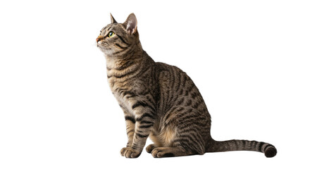 Tabby Cat Sitting and Looking Up 1.