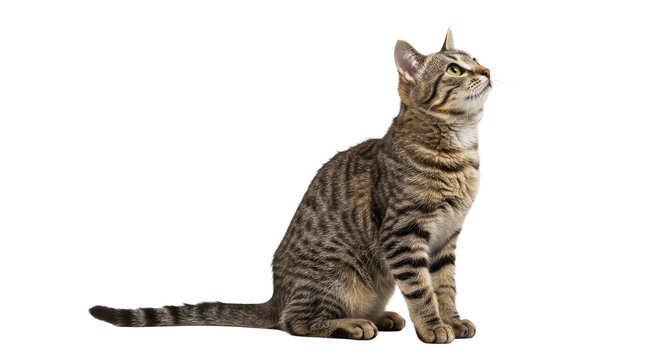 Tabby Cat Sitting and Looking Up 2.